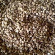 Buckwheat_kernels