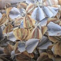 yellow-stripe-trevally