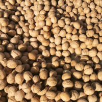 Natural-Shelled-Walnuts-China