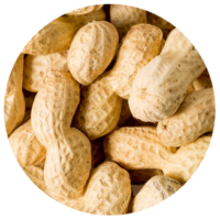 Peanut-In-Shell[1]