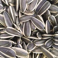 Raw-Unsalted-Sunflower-Seeds-China