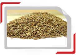 Семена тмина (Cumimuncyminum)