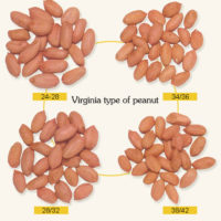 peanut kernels,long shape