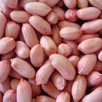 High-Quality-Indian-Peanut-Bold-all-sizes.jpg_350x350[1]