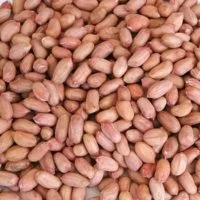 Indian-Peanut.jpg_350x350[1]