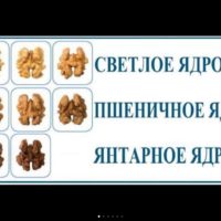 walnut-desription